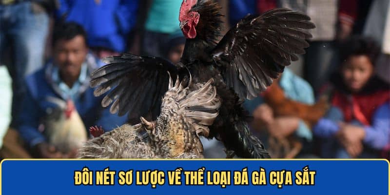 Thể loại đá gà cựa sắt siêu hot nổi đình đám hiện nay 