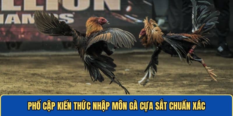 Phổ cập kiến thức nhập môn đá gà cựa sắt 