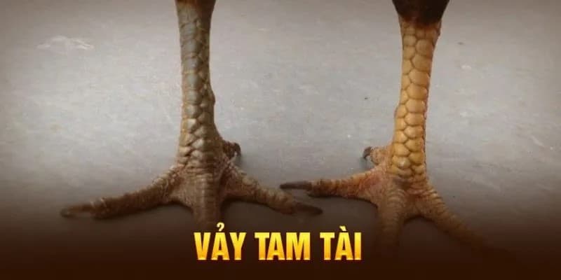 Giới thiệu về đặc điểm nổi bật trên cơ thể chiến binh 