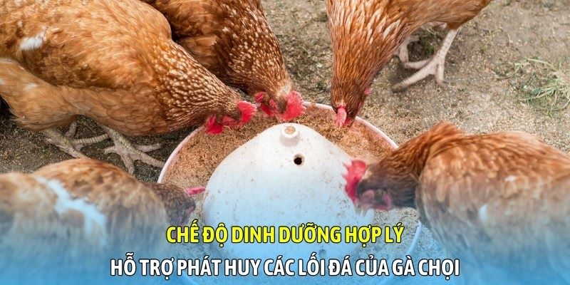 Chế độ dinh dưỡng hợp lý hỗ trợ phát huy lối đá của gà chọi