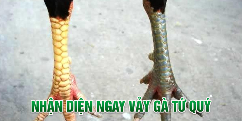 Tìm hiểu về đặc điểm nhận diện vảy tứ quý 